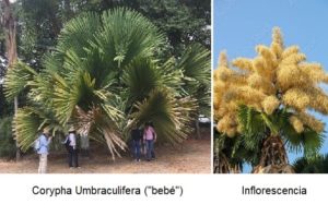 La Palma y el Jardín - Ismael Pérez Vigil