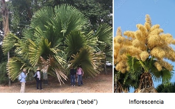 La Palma y el Jardín - Ismael Pérez Vigil
